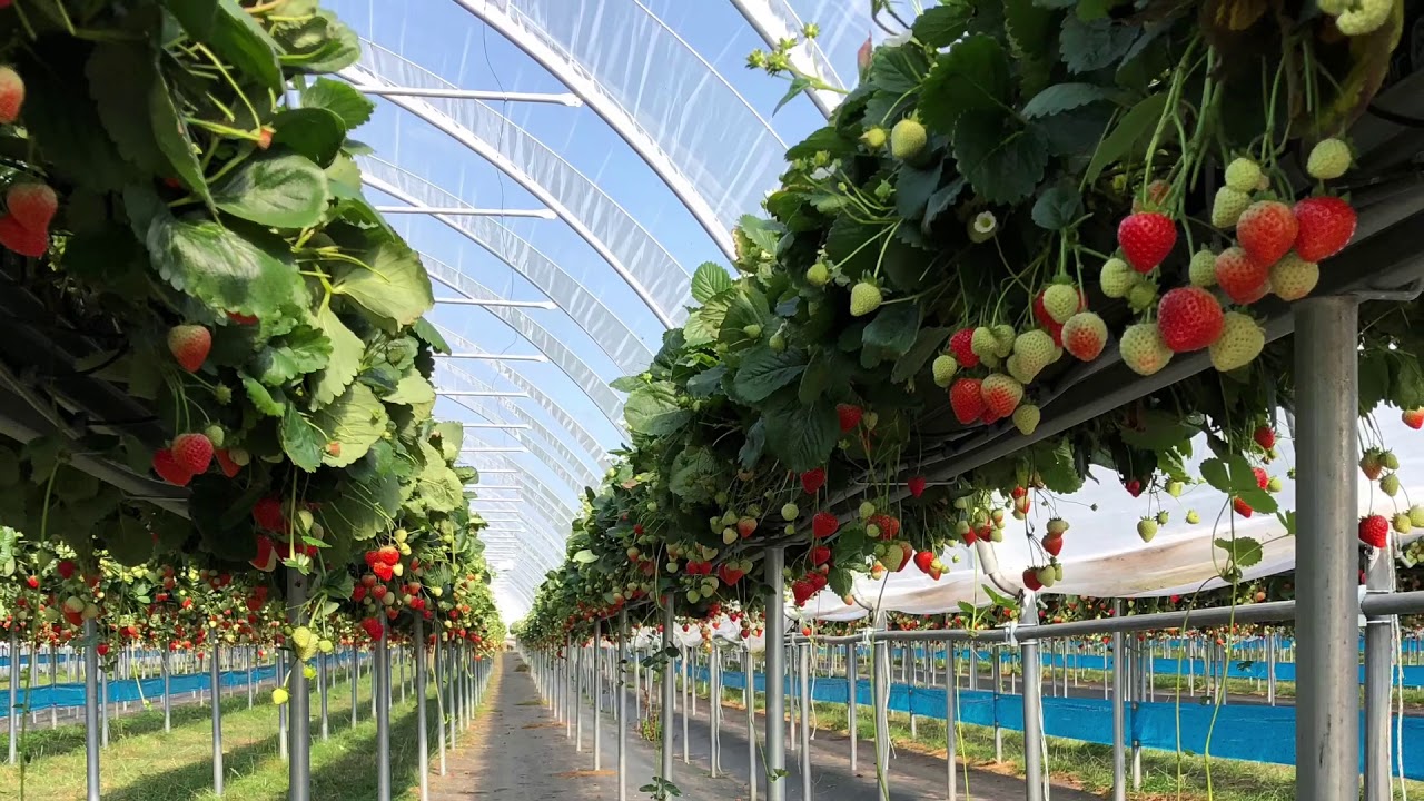 Substrate gutter system in berry production